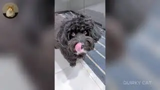 Funny ANIMALS videos 😂 | Funniest Cats and Dogs 2025 🐶😼 Part 39