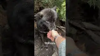 Wolf core #funny #wolf