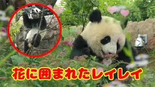 【シャオシャオ】木の上の可愛い双子【レイレイ】【シンシン】【パンダ】 #2022 #2019 panda