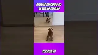 How animals react when they see themselves in the mirror #shorts