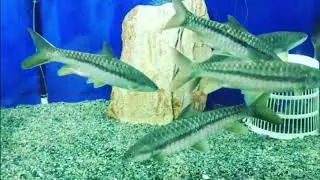 Himani aquarium of ICAR-Directorate of coldwater fisheries research,Bhimtal