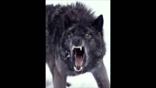 Black Wolf The Insane - Wisdom