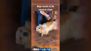 doge wants to be vacuum clean #cleaning #vacuum #pets #dogs #wholesome #relateable