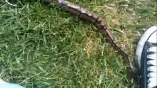 Ball Pythons Karma and GB