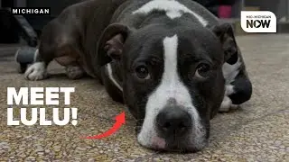 RESCUE ROUNDUP: Lulu, a shy but happy pup, is looking for her 