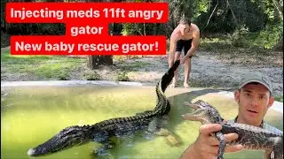 Injecting meds into 11ft angry gator & new baby rescue gator!!