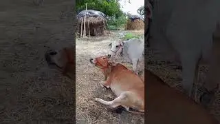 A cow is licking another cow