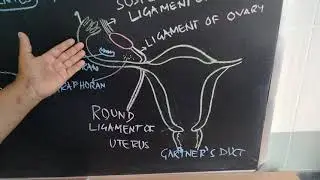 Development of female genital system (part-01)