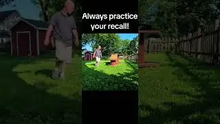 Teaching your dog to Come when called is for safety! #recall #recalltraining #dogtraining #obedience