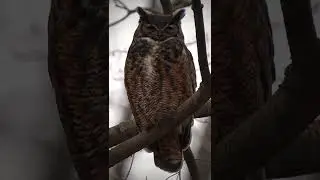 Great Horned Owl #owl #photography #wildlifephotography