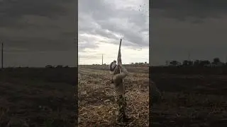 Two Barrels - Two Texas Doves! #hunt #dovehunting #hunting #texas #hunter #birdhunting #dove