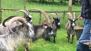 Old Irish Goat Conservation Project, Mulranny, Co. Mayo, Ireland