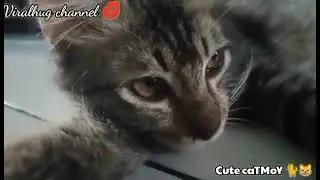 Lazy Catmoy cleaning paws