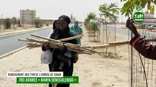 état des lieux du reboisement des 7 km de l'entrée de Touba, par la commission environnement deTCK