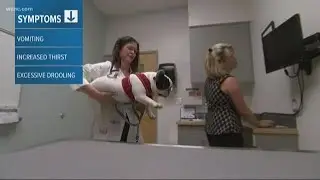 FDA issues warning for unsafe Vitamin D levels in dog food
