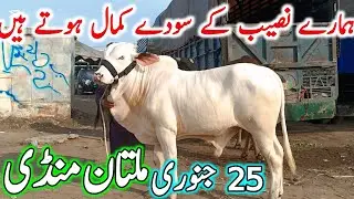 Today Multan Cow Mandi Fresh Latest Update | Cholistani Ablak Sahiwal Bachre & Cows | Cow Mandi 2025