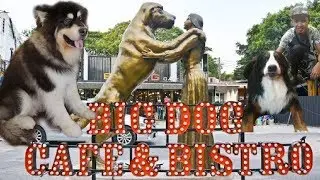 Big Dog Cafe | Thailand
