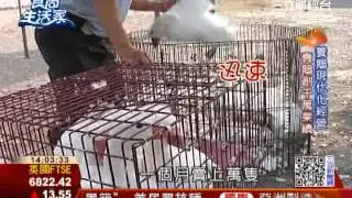 食尚生活家：高科技養鵝 畜牧業年創千萬業績 | 食尚生活家 | 三立財經台CH88