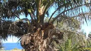 PALMA DEL ACEITE: Elaeis guineensis (www.riomoros.com)