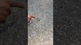 Big nasty ass grub taking drag off a big nasty ass palm mall