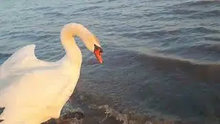 Swans 🦢 with cygnet on shore hiss & run into water / Семья лебедей 🦢 с лебедёнком на берегу шипят