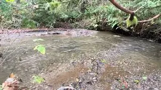 Hiking at McLane Creek trail.  #salmon #nature #mushrooms #PNW 