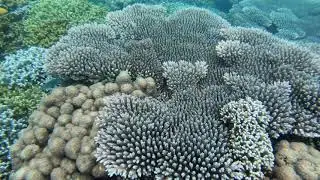 Underwater world in Zanzibar