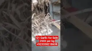 NARC G1 Garlic 🧄 Seeds for Sale #agriculture #g1 #trending