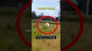 This horse was screaming for his owner 😭