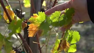 HABLA N&ordm;25 (BODEGAS HABLA)