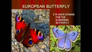 Acer Powerpoint Contest- Insects