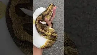 #ballpython #ballpythonmorphs  #python #reptiles #piedballpython #pythonregius #enchipied