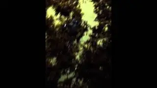 New Moon Sea Turtles Emerging