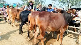 ১৫/১/২৬/বর্ডার এলাকার হাটে ২০২৬ সালের শুরুতেই ধামাকা অফারে বিক্রয় হচ্ছে সেরা মানের শাহিওয়াল গরু।