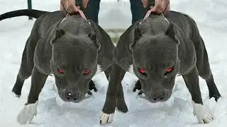The most popular Black Dog breeds  !! red eye 😱