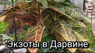 Экзотические комнатные растения в Дарвине.