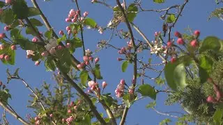 European crab apple