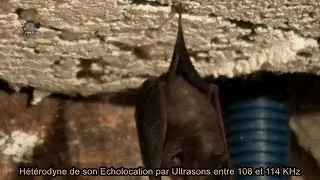 PETIT Rhinolophe/Chauve-souris/Rhinolophus hipposideros ! 4K BRUITX