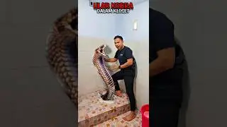 Apa❗Ular Dalam Kloset ❗Begini Cara Buatnya❗