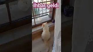 sinek ihbari geldi #komisermami #g&ouml;revbaşinda #hayhak #kesfet #kesfetteyiz