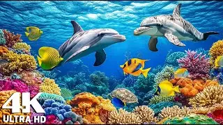 The Colors of the Ocean 4K &ndash; Exploring Exotic Marine Life & Vibrant Coral Reefs