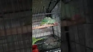#pRiot