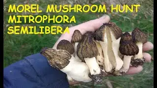 Morel Mushroom hunt - Mitrophora Semilibera