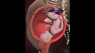 Precious Struggles of Baby Inside the Womb (3D Animation)