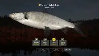 Russian Fishing 4 Ladoga  Lake Volkhov Whitefish 4.047 Kg Trophy ⭐77