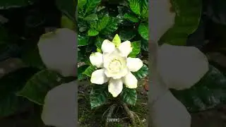 Timelapse White Gardenia Bloom ✨ | 4K Ultra HD