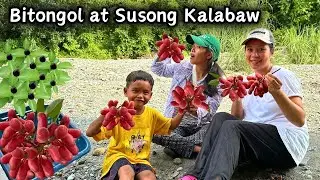 Harvest ng Malalaking Susong Kalabaw at Bitongol o Governor's Plum | BUHAY SA BUNDOK |BUHAYPROBINSYA