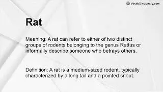 Rat Meaning
