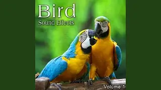 Cassin's Finch Musical Chirps