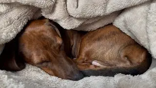 When a mini dachshund's natural instincts kick in!